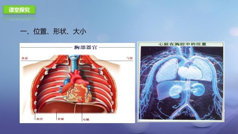 七年级生物下册4.4.3输送血液的泵心脏课件新版新人教版_第5页