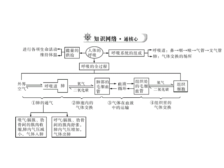 医学课件第二讲人体的呼吸_第3页