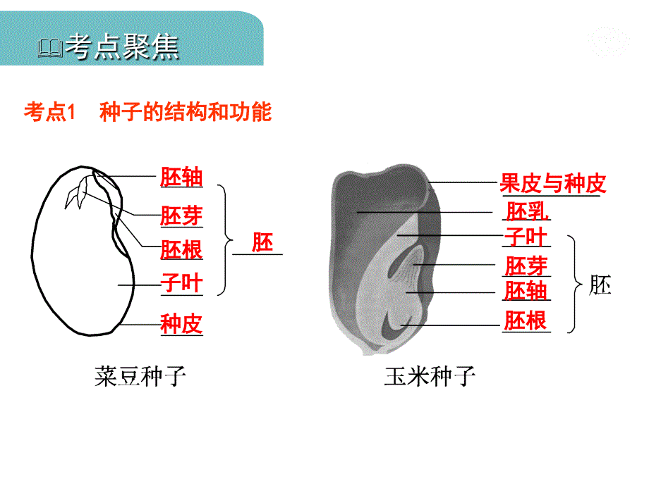 四一绿色开花植物的一生.pptx_第3页