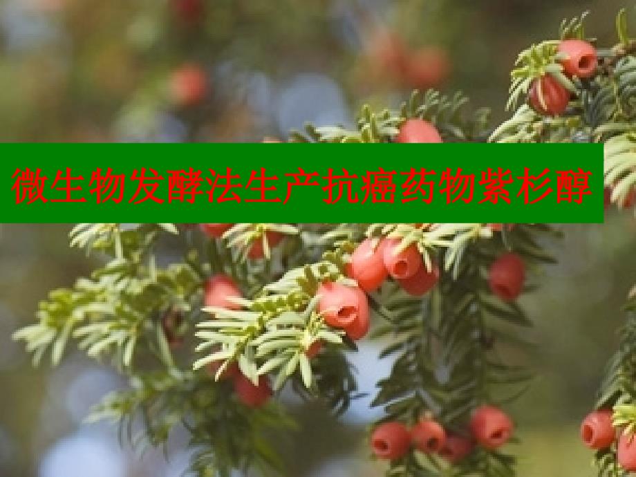 微生物发酵法生产抗癌药物紫杉醇课件_第1页