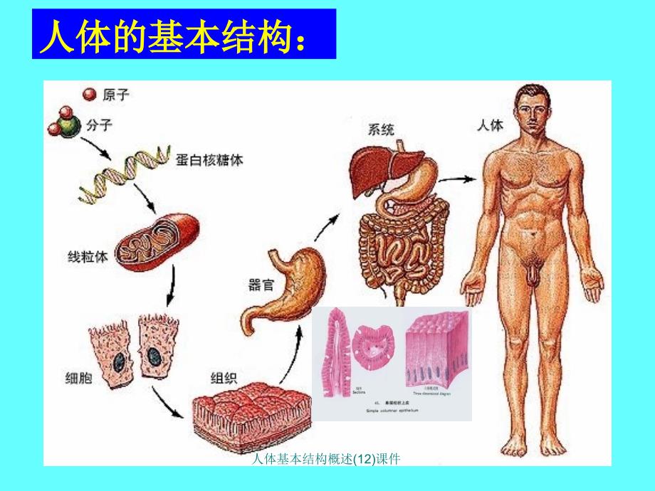 人体基本结构概述12课件_第1页