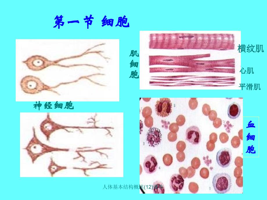 人体基本结构概述12课件_第2页