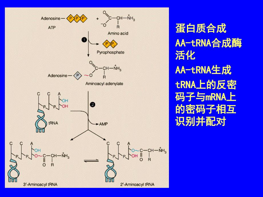 第二讲生物信息的传递下从mRNA到蛋白_第4页