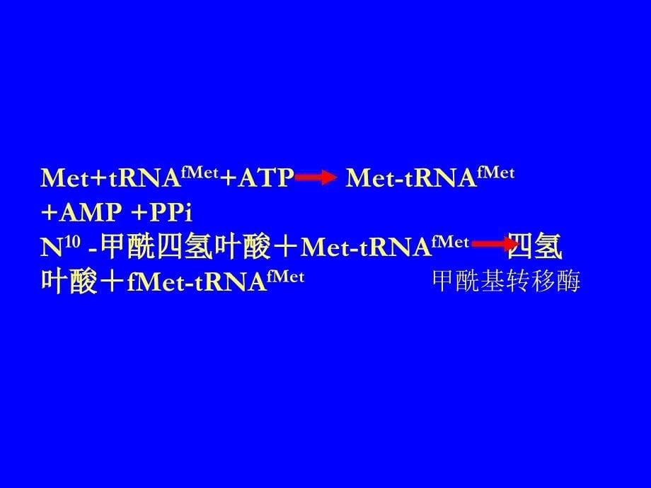 第二讲生物信息的传递下从mRNA到蛋白_第5页