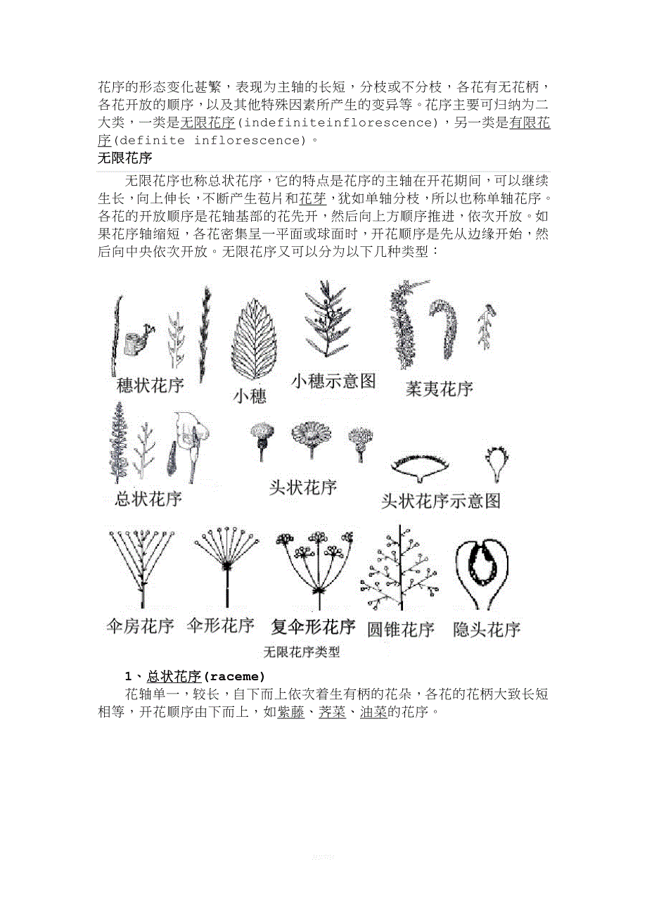 花序描述分类(最新整理).doc_第2页