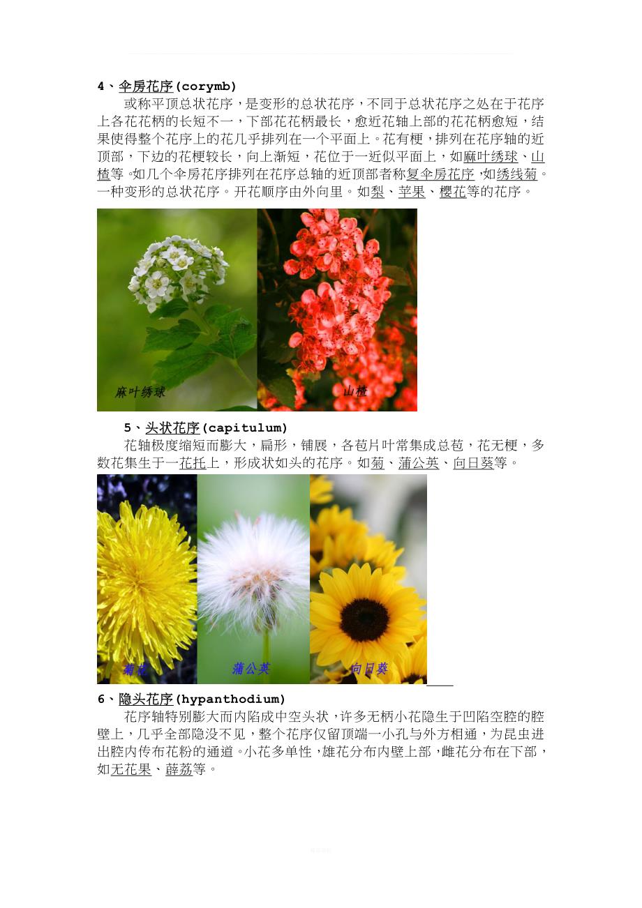 花序描述分类(最新整理).doc_第4页