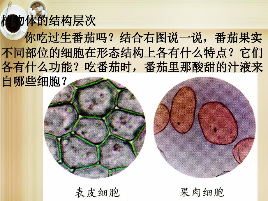 人教初中生物七上《第2单元 第2章 第3节 植物体的结构层次》PPT课件 (6)_第2页