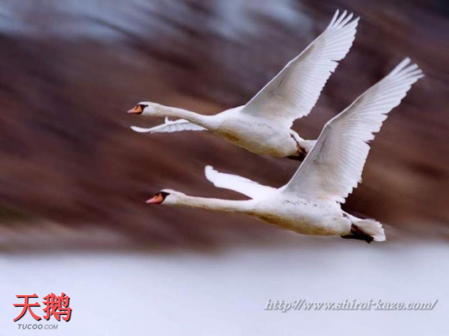 八年级生物鸟的生殖和发育1_第4页