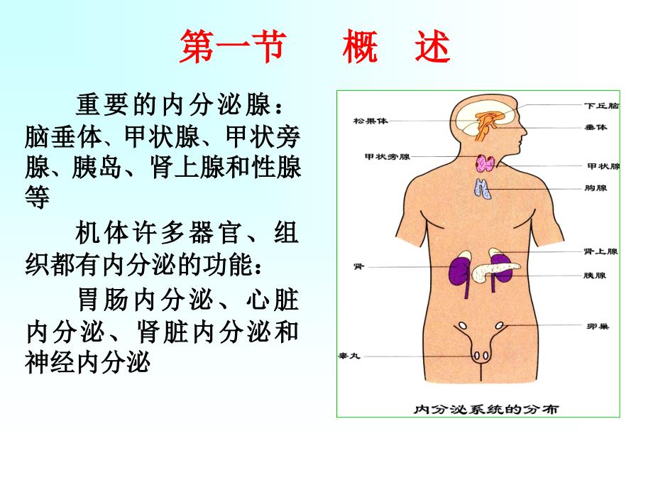 生理学教学课件：内分泌123_第2页