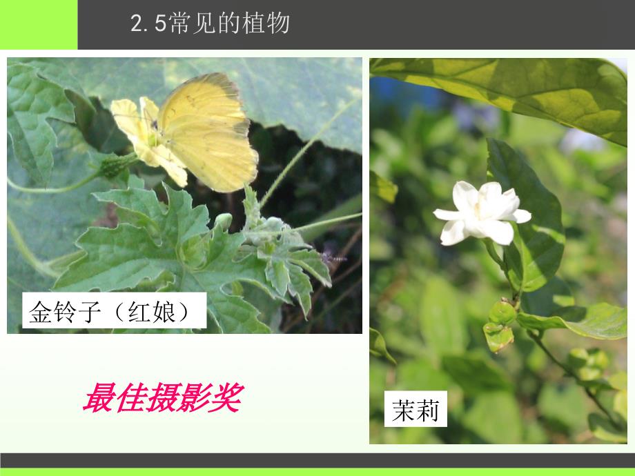 七年级上册科学2.5.1常见的植物PPT课件_第3页