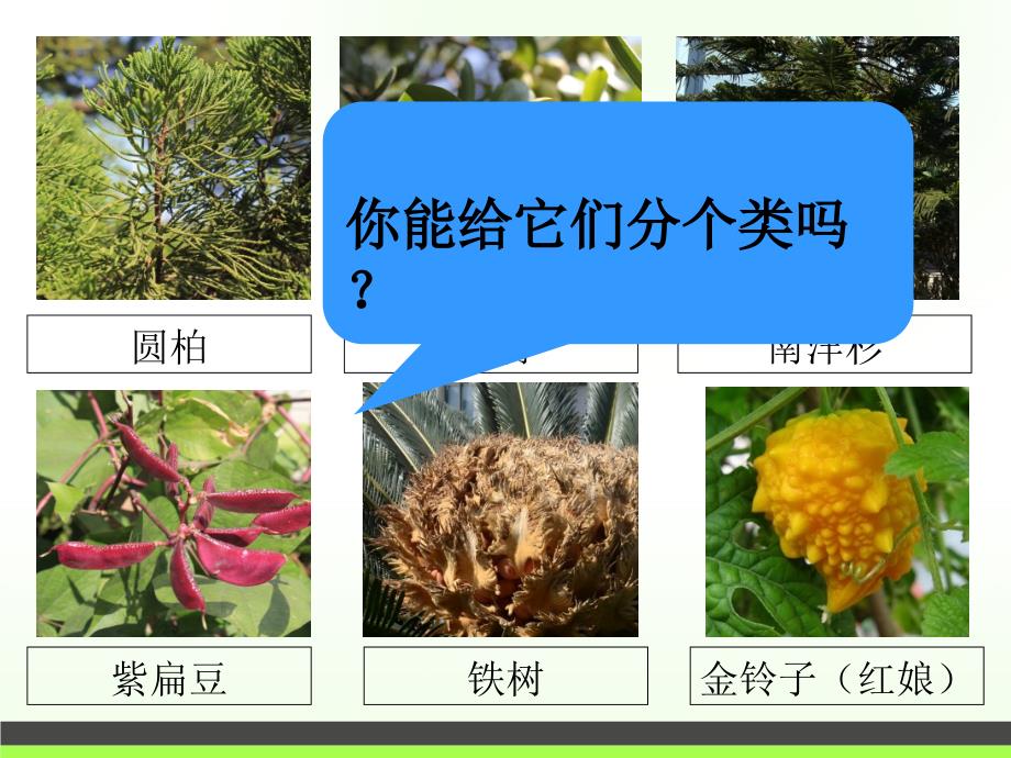 七年级上册科学2.5.1常见的植物PPT课件_第4页