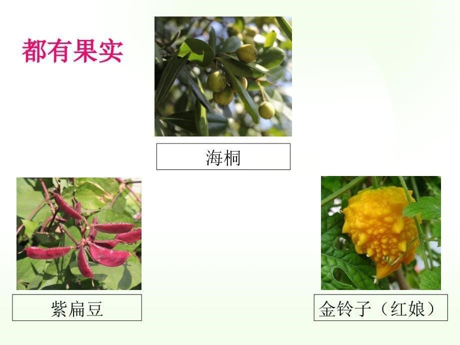 七年级上册科学2.5.1常见的植物PPT课件_第5页