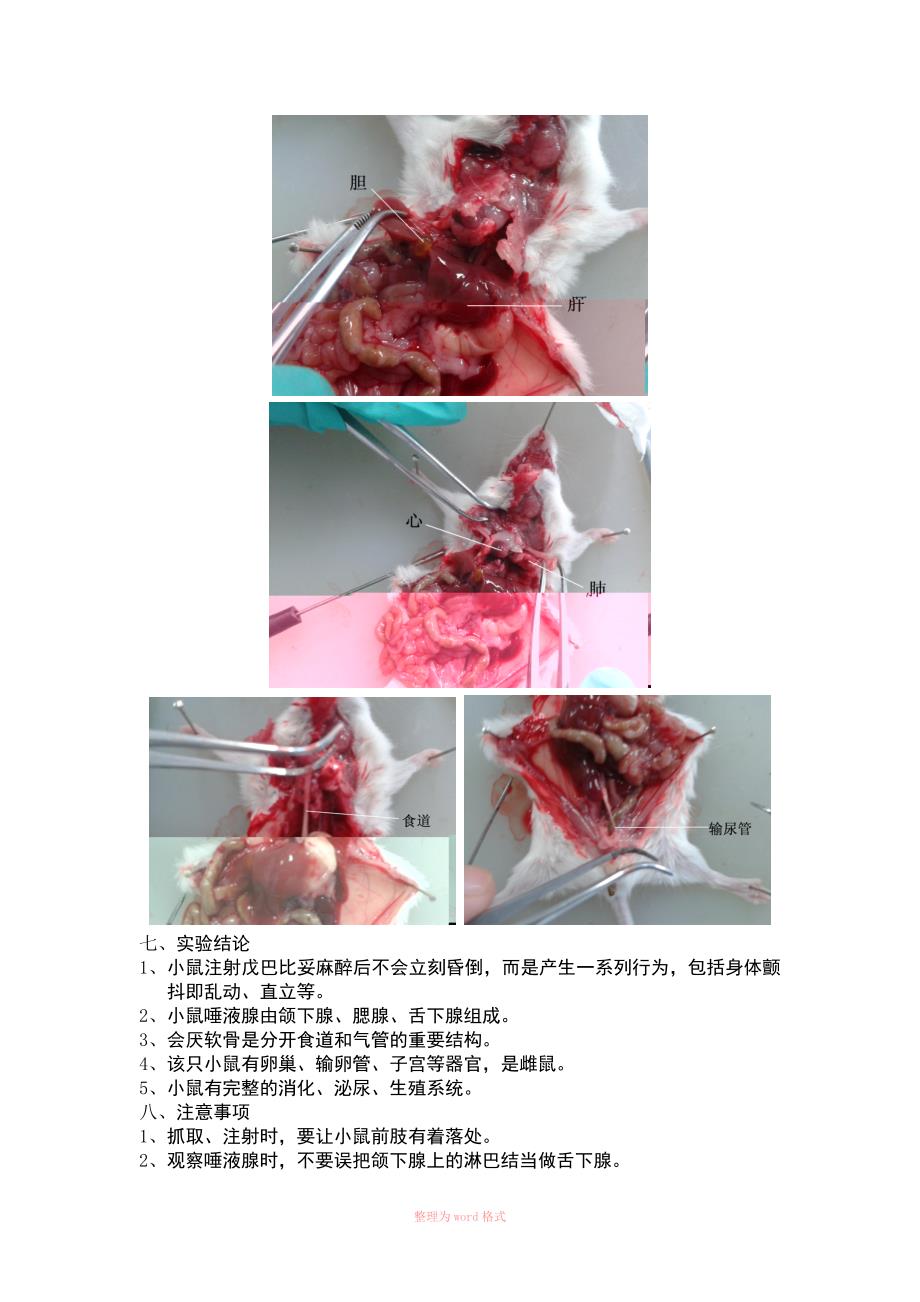 小鼠解剖实验报告Word_第4页