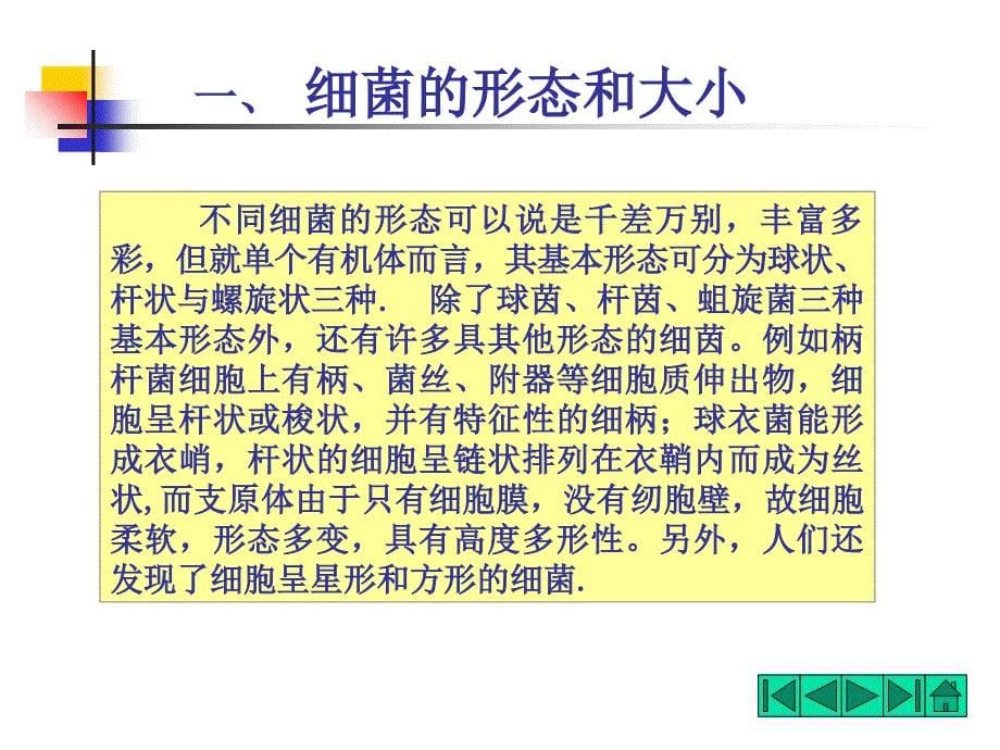 教学课件第二章原核微生物的形态和构造_第5页