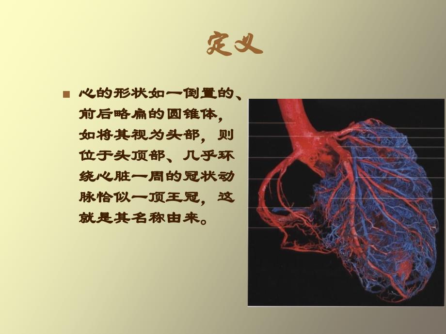 冠状动脉的解剖与冠脉造影_第2页