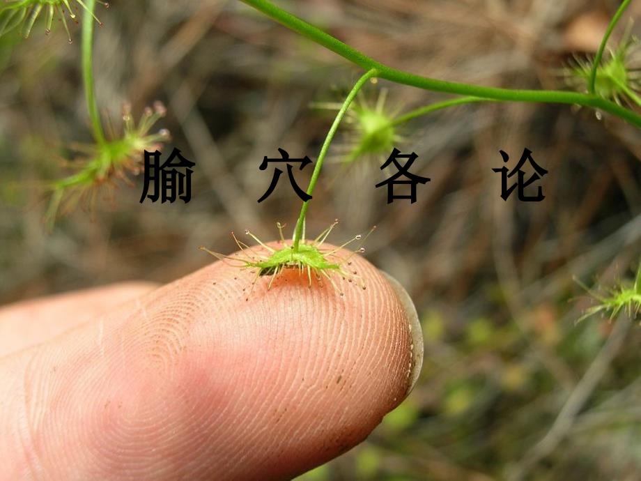 【中医学】第十章 足少阴任督奇穴_第1页