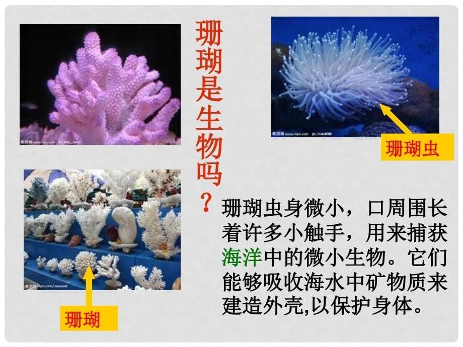 江西省永丰县恩江中学七年级生物上册 《科学在向你招手课件 （新版）冀教版_第5页