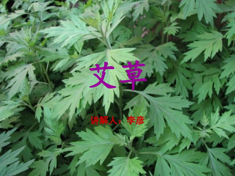 艾草 讲解人：李彦_第1页