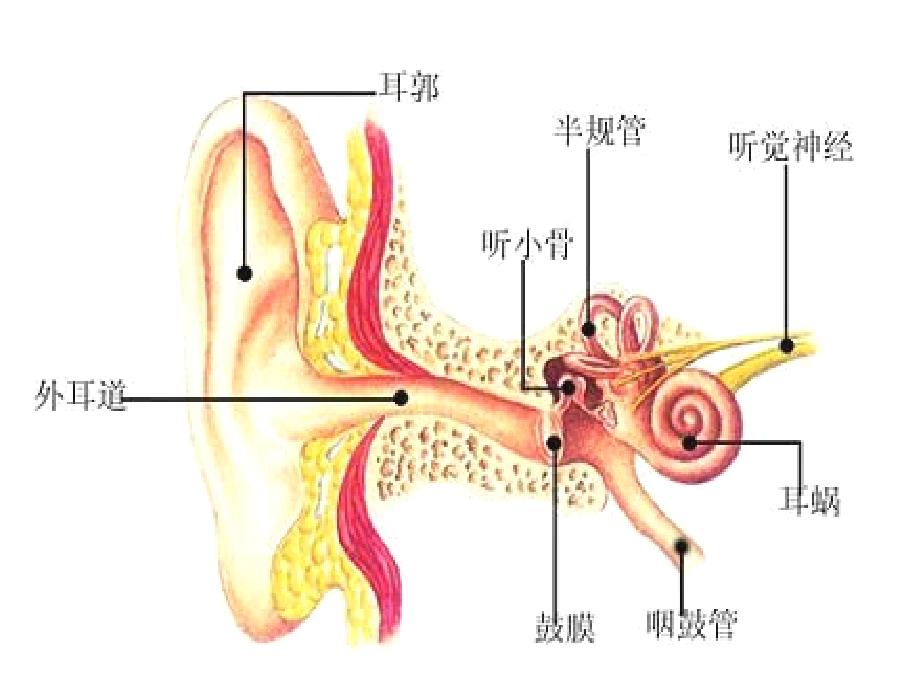 《我们是怎样听到声音的》--耳朵_第2页
