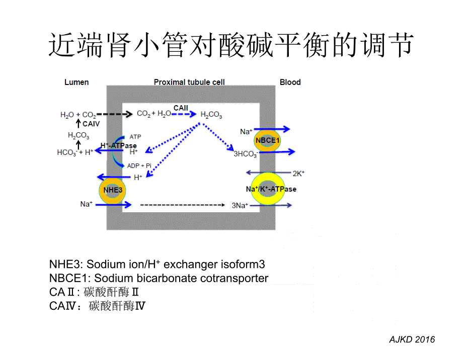 肾小管酸中毒的诊断_第3页