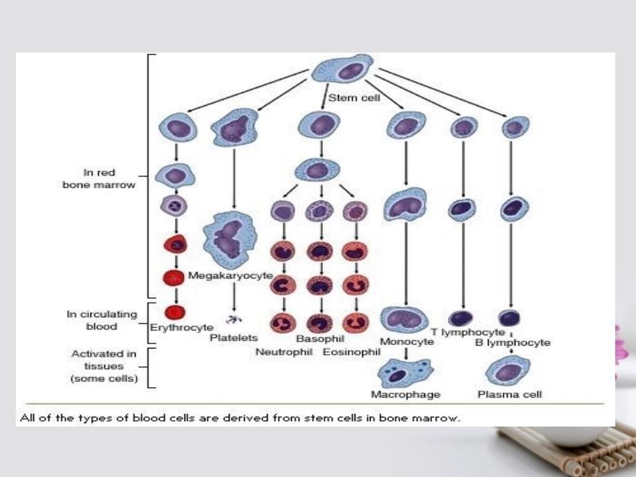 《血细胞及其功能》ppt.ppt_第5页