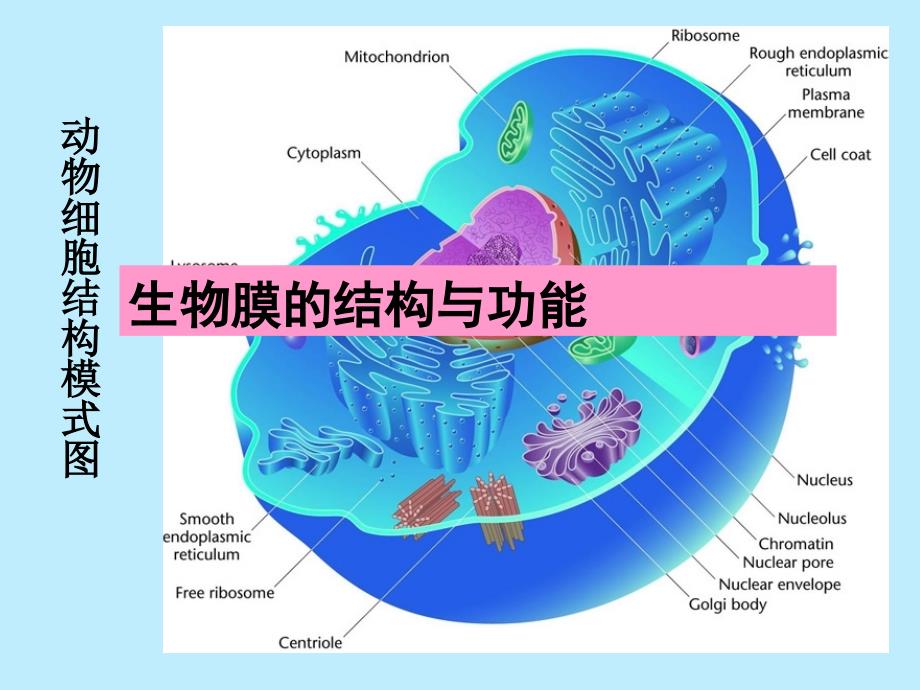 生物膜的结构与功能.ppt_第1页