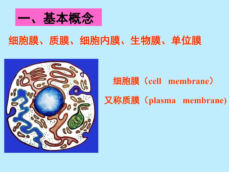 生物膜的结构与功能.ppt_第2页