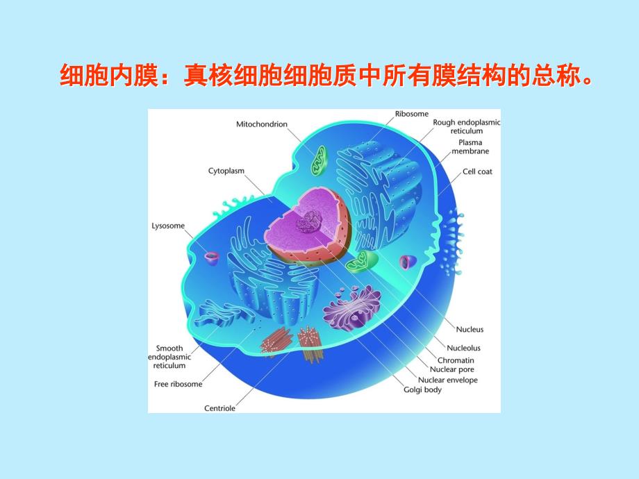 生物膜的结构与功能.ppt_第3页