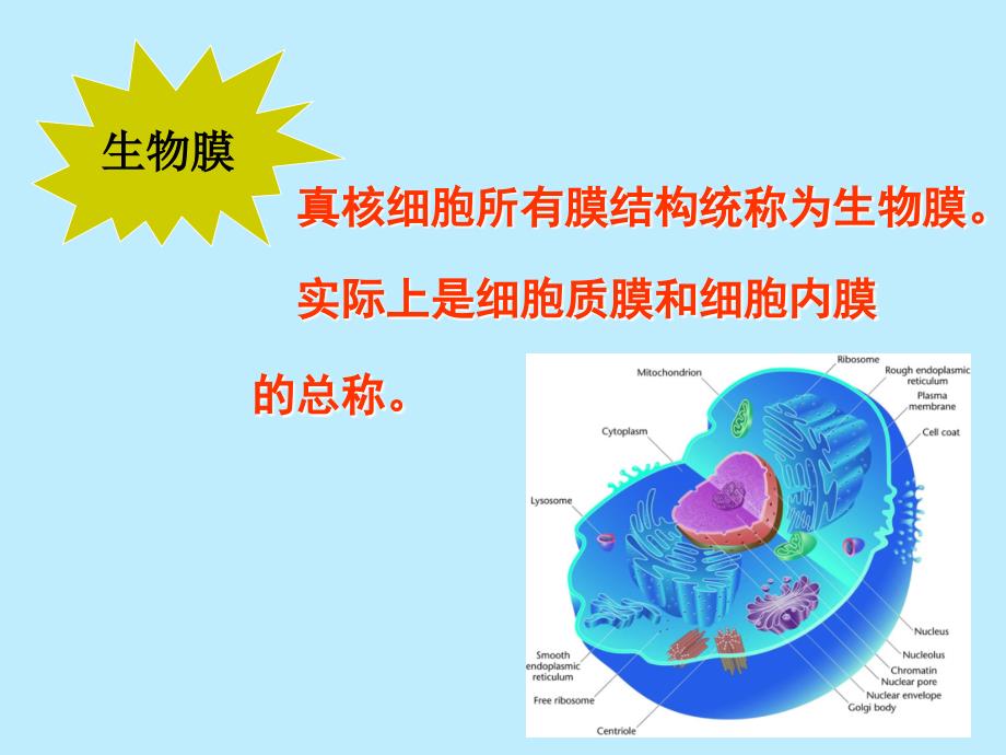 生物膜的结构与功能.ppt_第4页