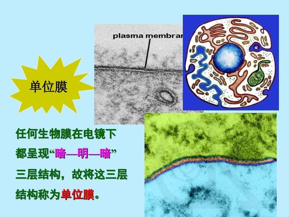 生物膜的结构与功能.ppt_第5页