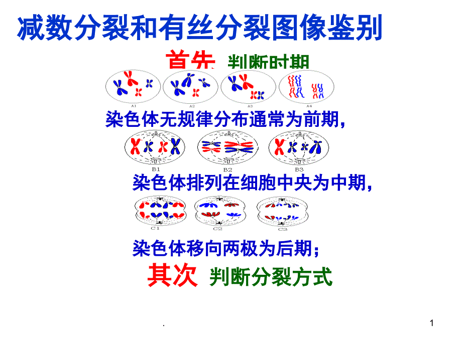 细胞分裂各时期图像鉴别PPT精选文档_第1页