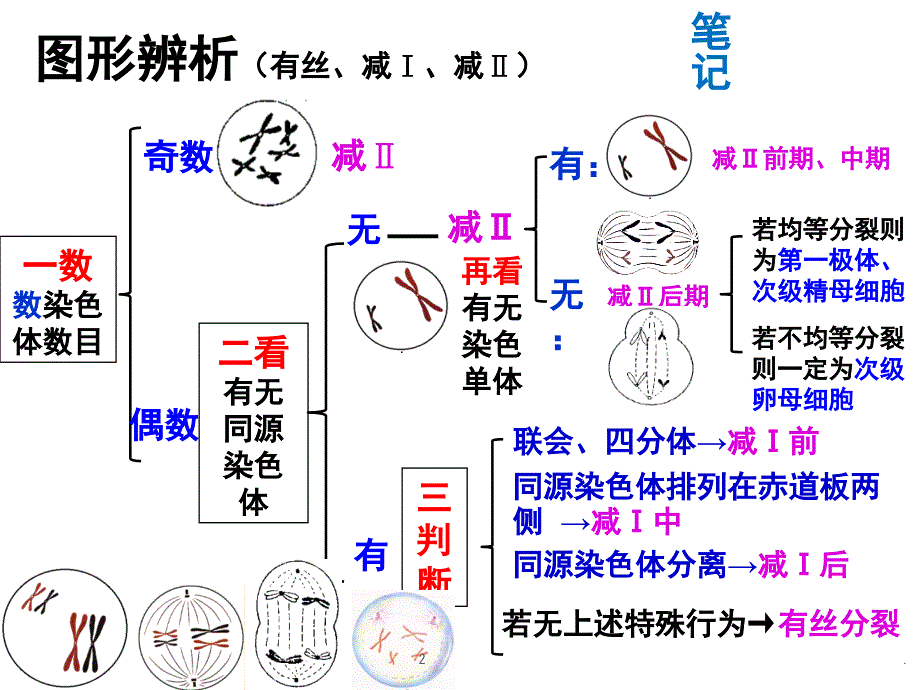 细胞分裂各时期图像鉴别PPT精选文档_第2页