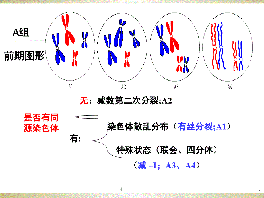 细胞分裂各时期图像鉴别PPT精选文档_第3页