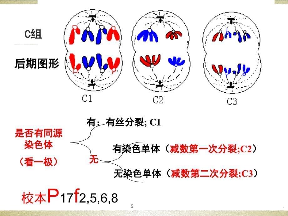 细胞分裂各时期图像鉴别PPT精选文档_第5页