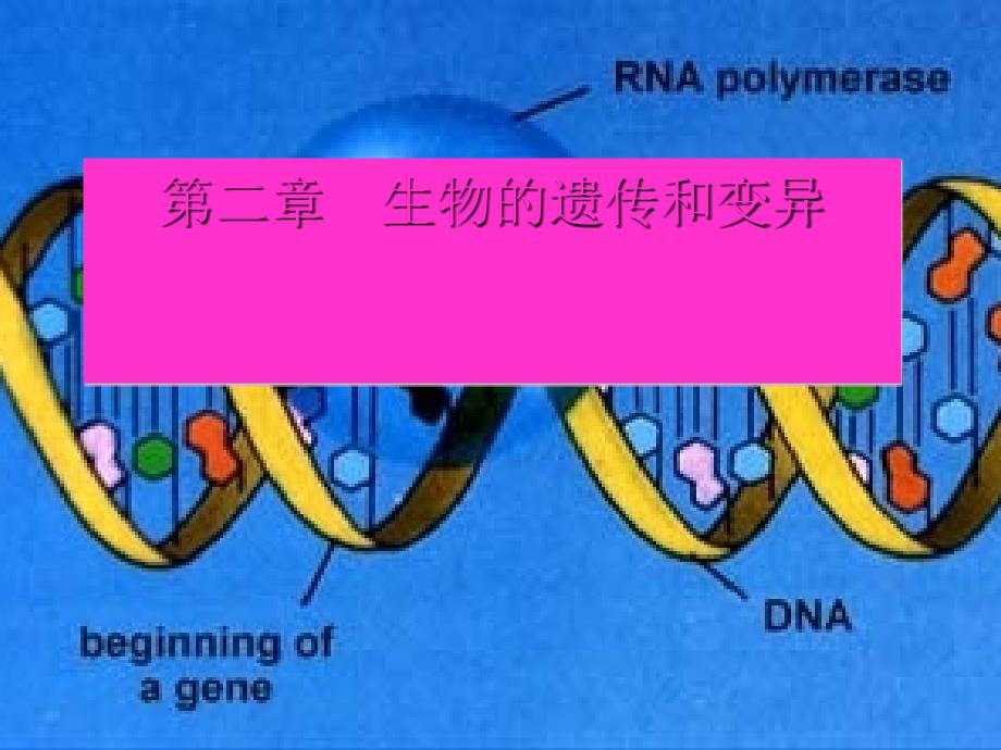 基因控制生物的性状PPT课件人教版.ppt_第1页