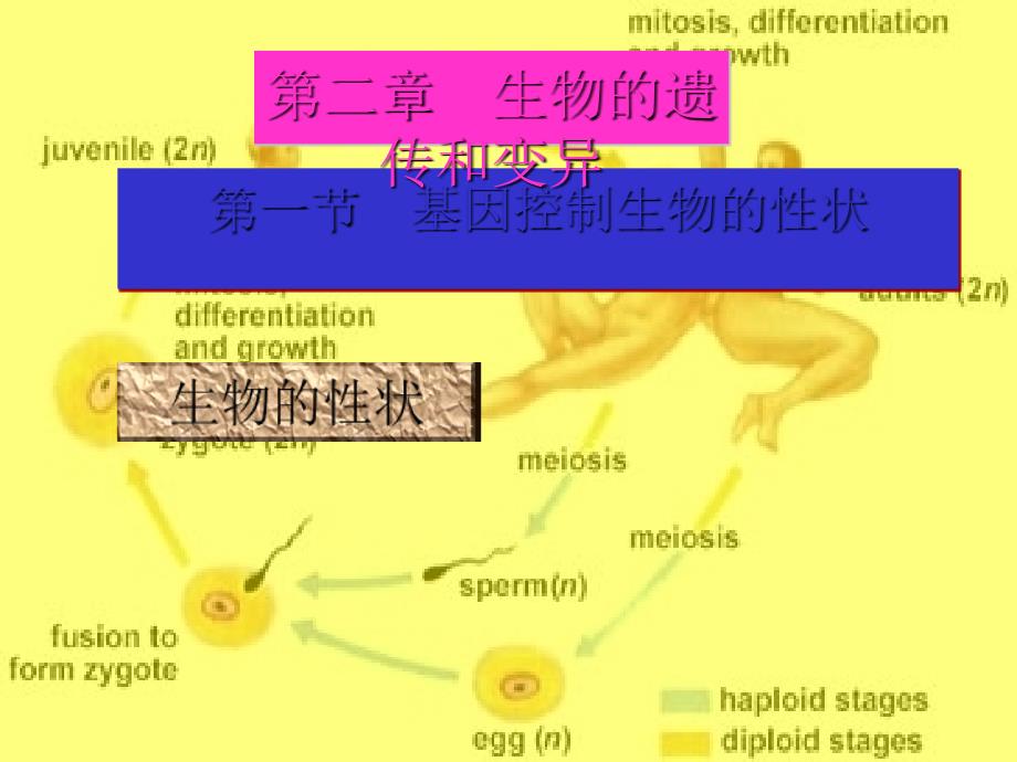 基因控制生物的性状PPT课件人教版.ppt_第2页