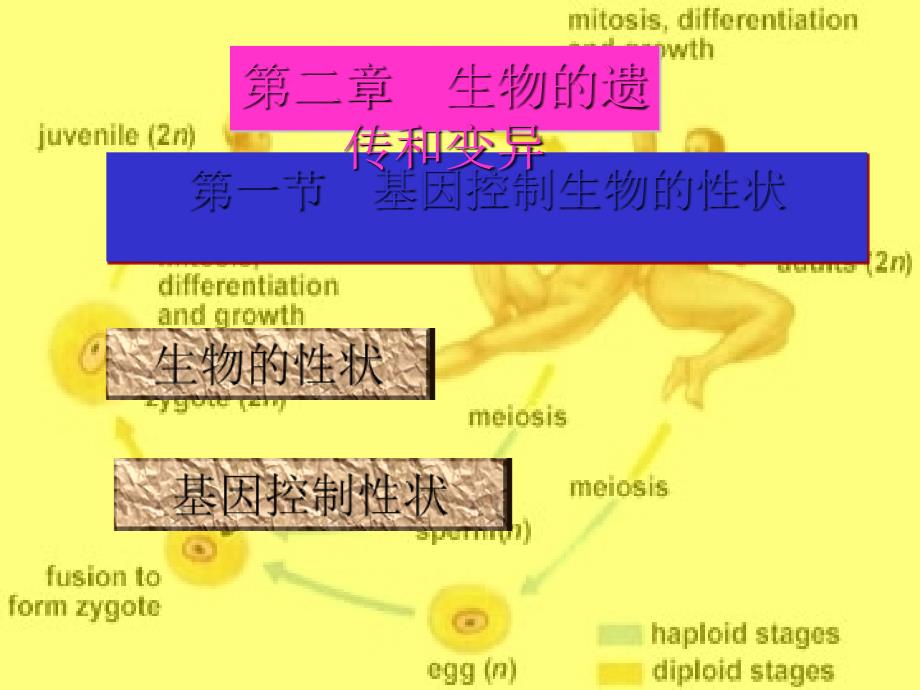 基因控制生物的性状PPT课件人教版.ppt_第3页