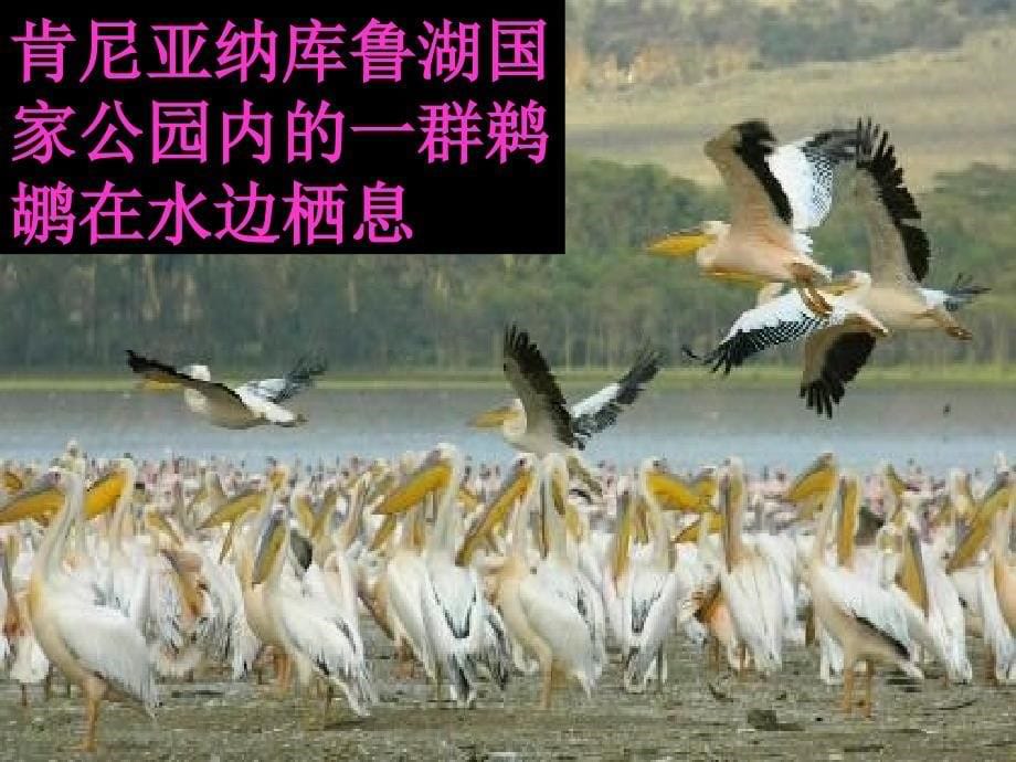 基因控制生物的性状PPT课件人教版.ppt_第5页