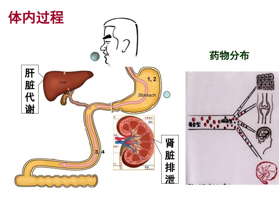 酚黄肽半衰期与分布容积的测定_第3页