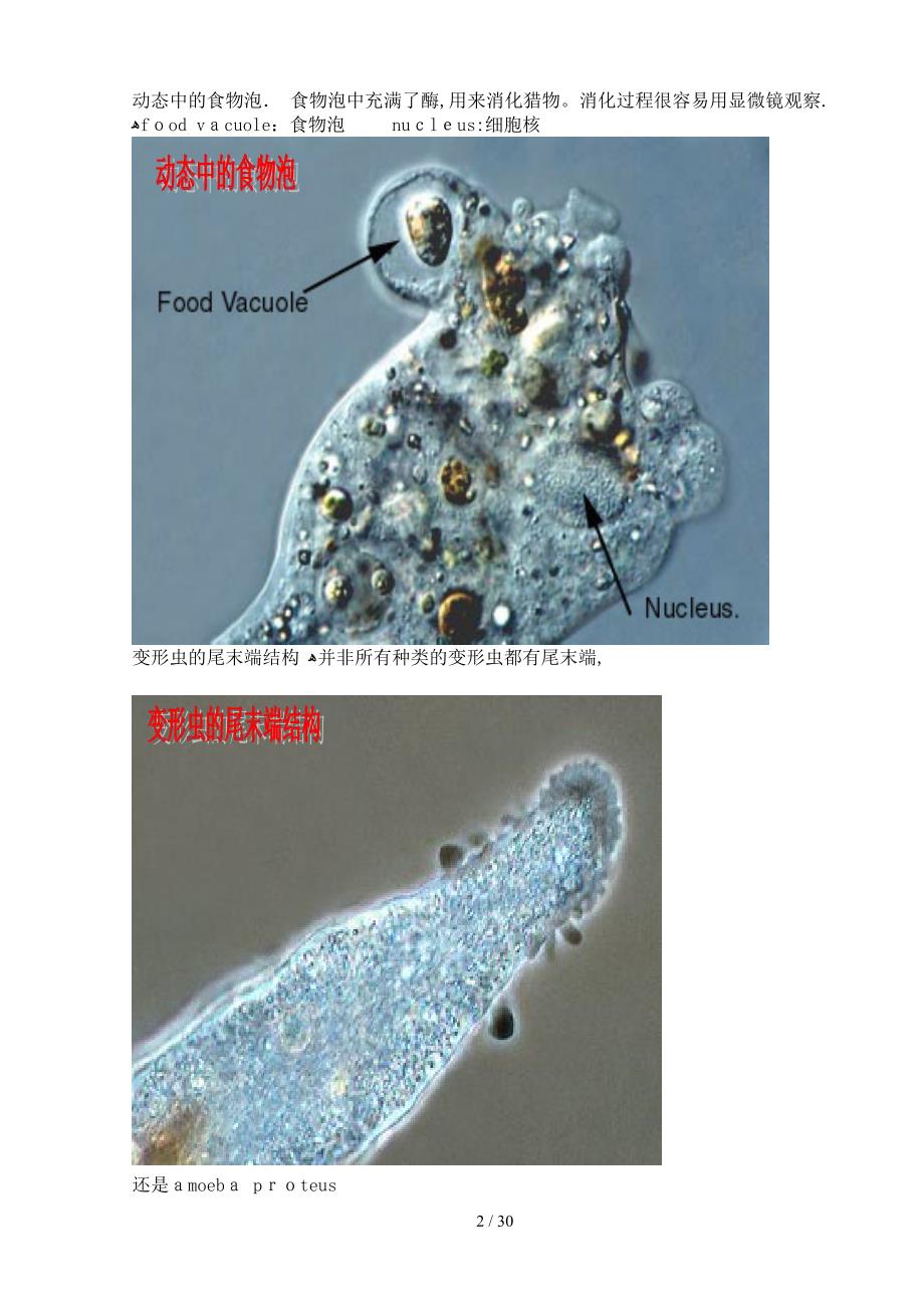 污水处理常见微生物照片_第2页