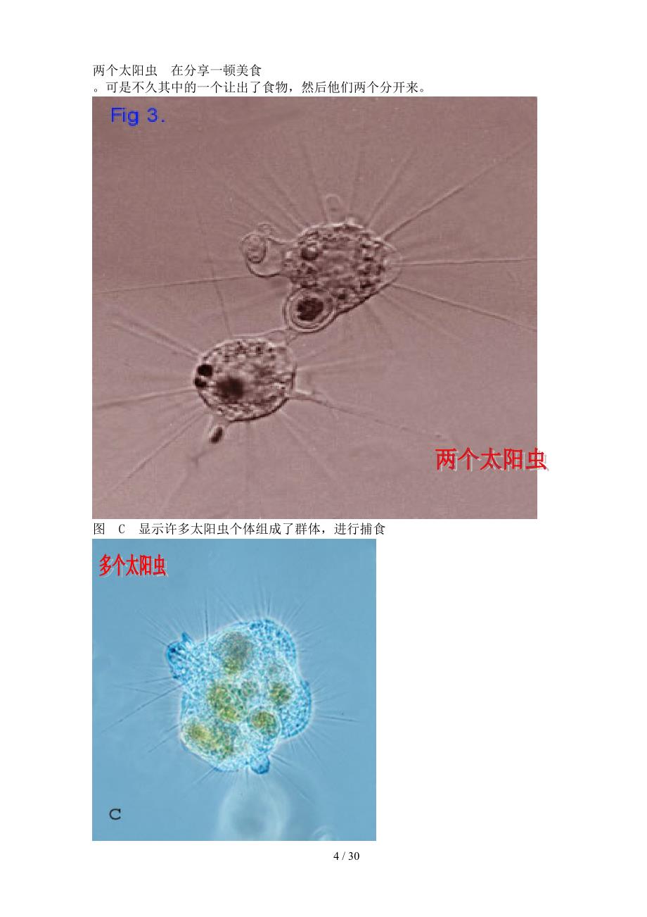 污水处理常见微生物照片_第4页