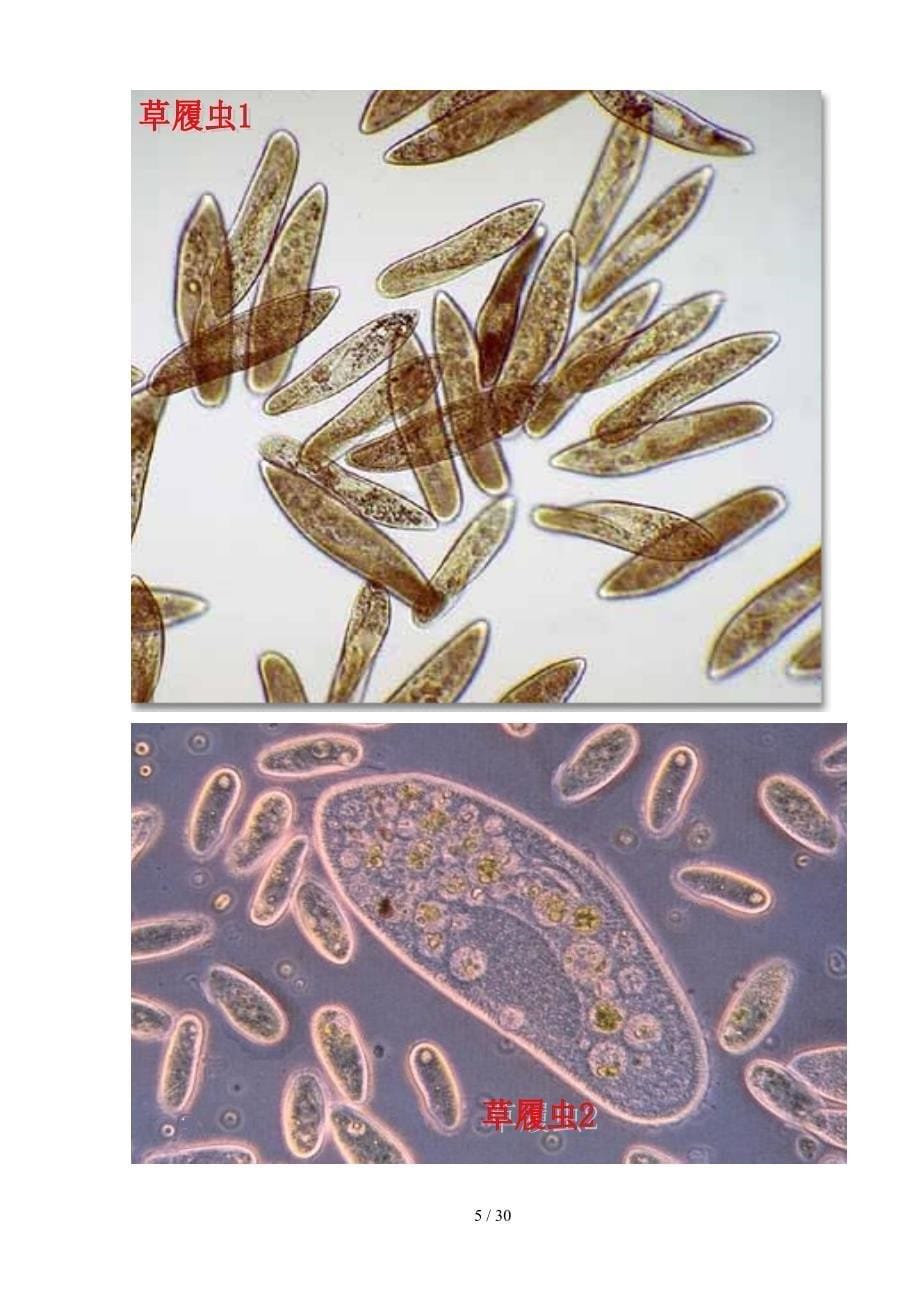 污水处理常见微生物照片_第5页