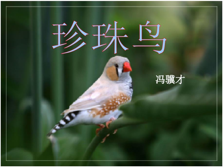 人教版五年级上册语文珍珠鸟PPT课件_第1页