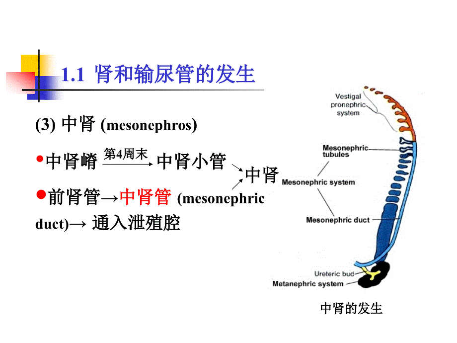 第25章泌尿系统和生殖系统的发生课件_第4页