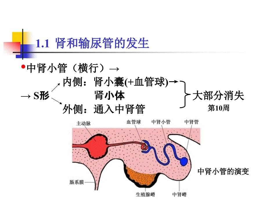 第25章泌尿系统和生殖系统的发生课件_第5页