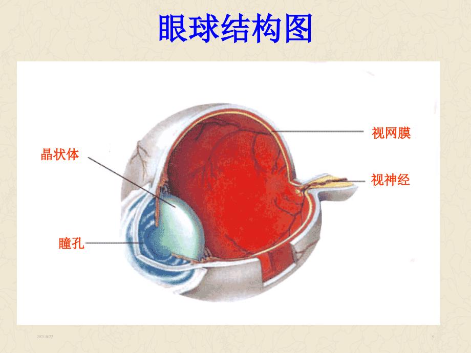 五年级科学下册照相机和眼睛推荐课件_第5页