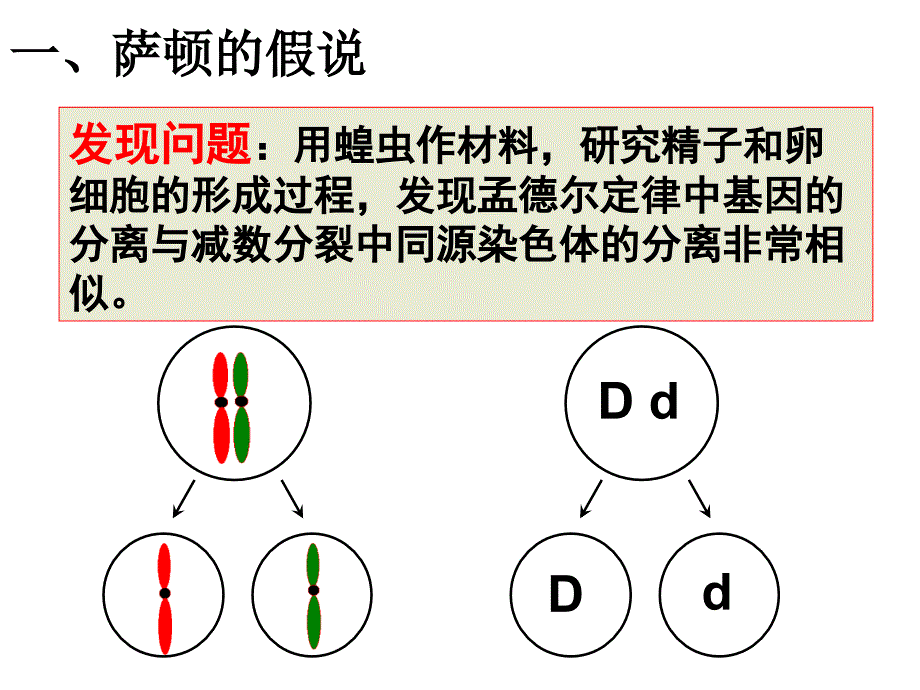 【人教版新教材】《基因在染色体上》1课件_第4页