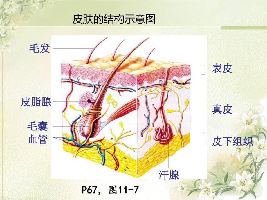 第11章人体代谢废物的排出_第5页