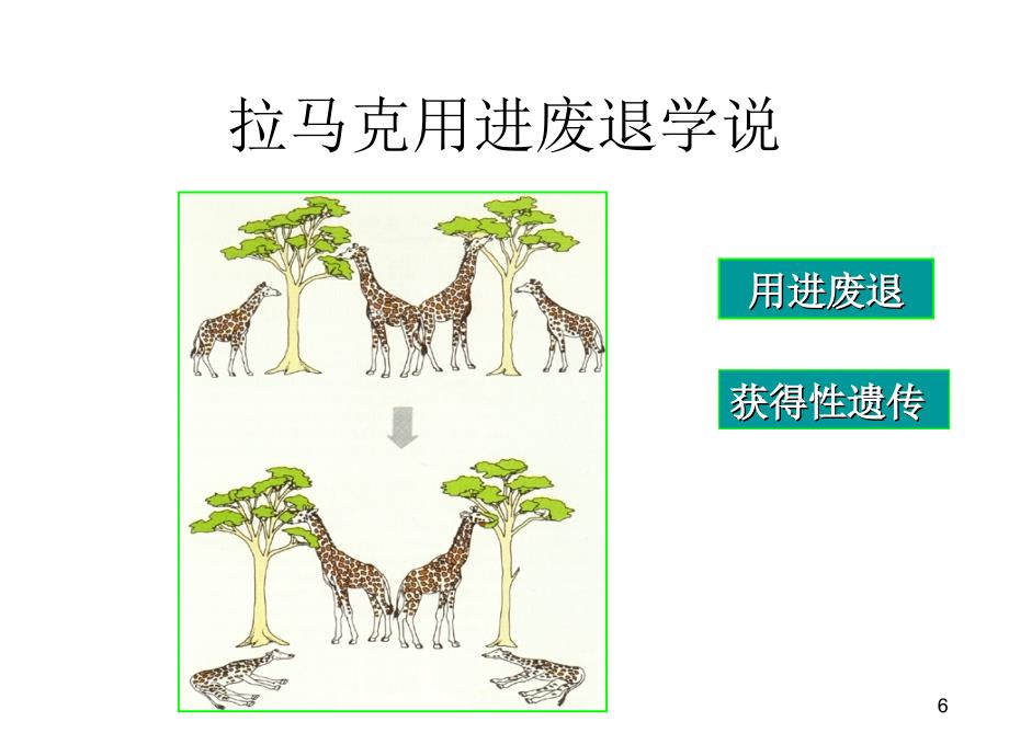 生物7.1现代生物进化理论的由来课件新人教版必修2_第5页