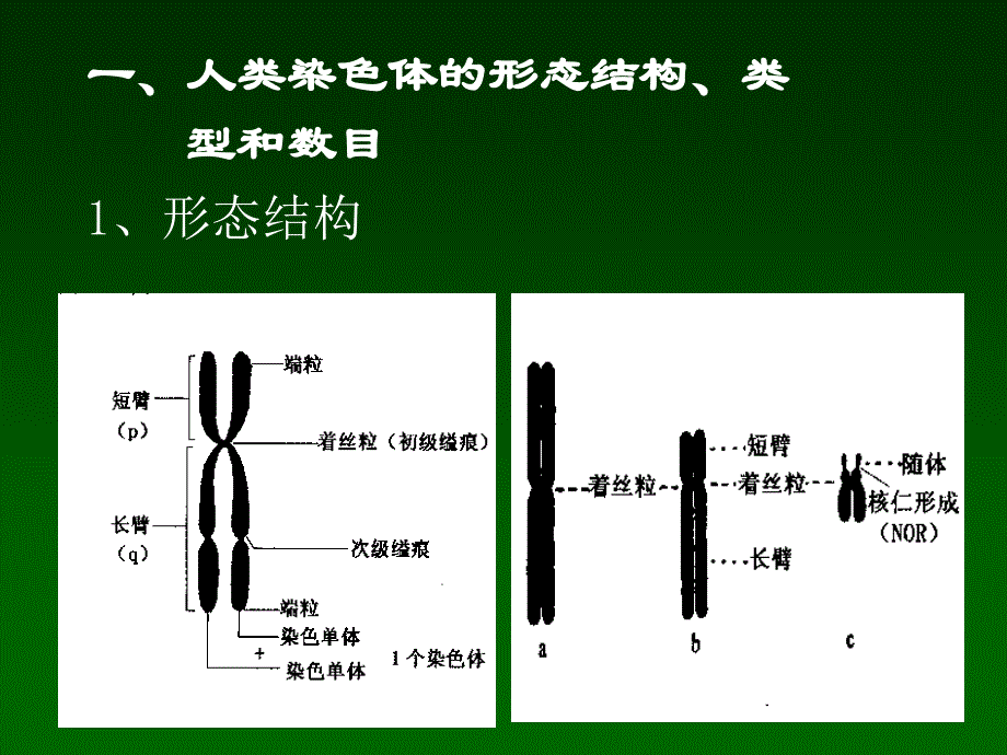 人类正常染色体与染色体畸变课件_第2页